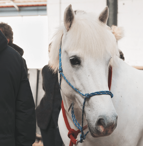 cheval blanc