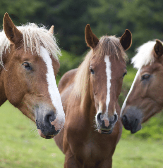 photo de trois chevaux